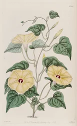 Ipomoea ochracea
